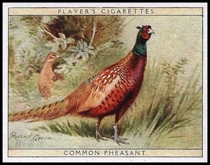 14 Common Pheasant